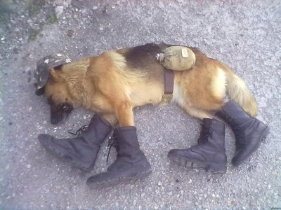 sobak.jpg (71.98 КБ) 20795 просмотров sobak.jpg