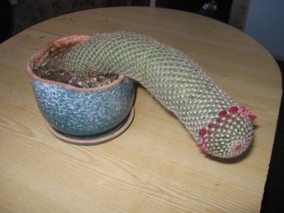 kaktus.jpg (55.85 КБ) 20963 просмотра kaktus.jpg